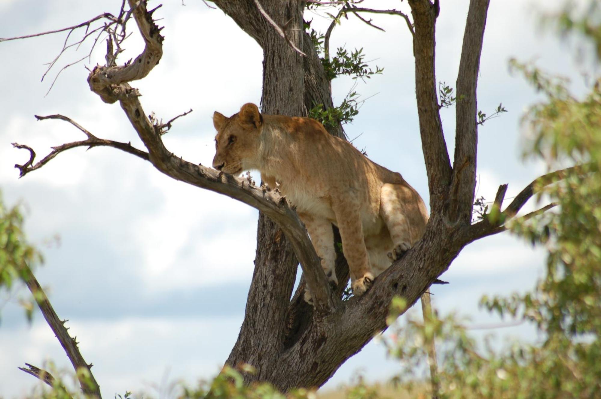 Mara Intrepids Tented Camp Talek Exterior photo